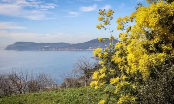 Mimoza Festivali'nden barış mesajı